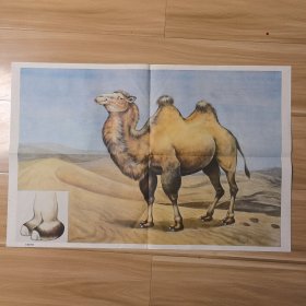 沙漠里的船