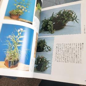 山野草药  创刊号  大量彩页介绍山中草药   日文版