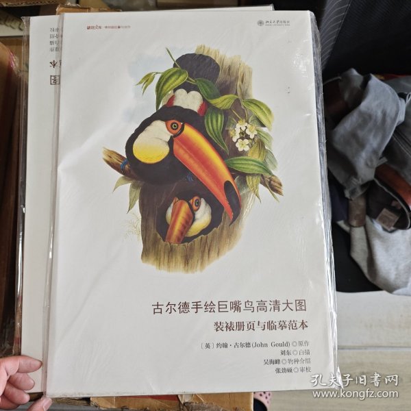 古尔德手绘巨嘴鸟高清大图 装裱册页与临摹范本