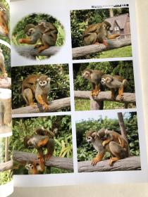动物摄影图片资料书籍 猴篇 画家美术创作资料用书
