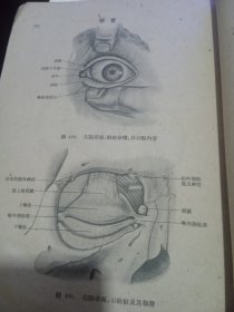 人体解剖图谱（2958年版）