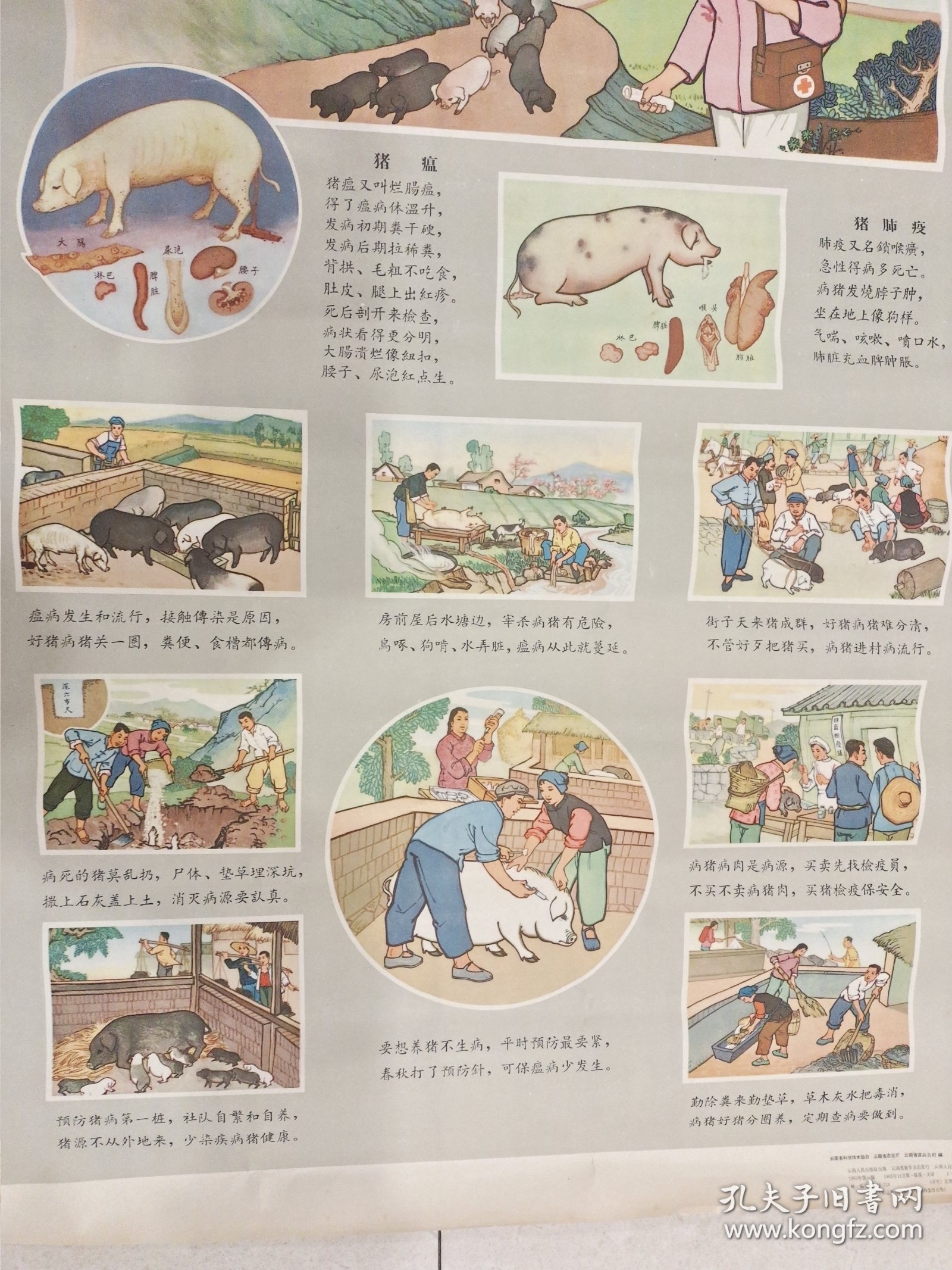 怎样预防猪瘟、猪肺疫