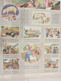 怎样预防猪瘟、猪肺疫