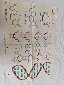 高中课本化学第二册核酸的结构