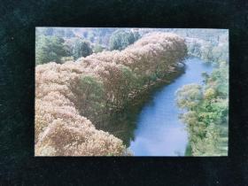 （明信片）花溪秋景 1张