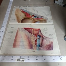 人体解剖挂图 局部解剖 主编郭光文中英文对照 Ⅸ— 31肌腔隙、血管腔隙及股鞘