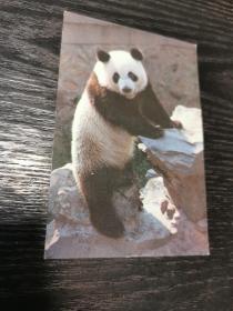 卡片 明信片 大熊猫