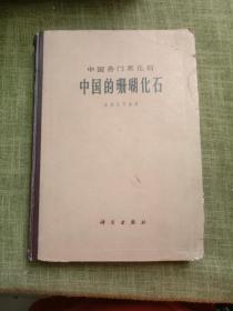 中国各门类化石 中国的珊瑚化石