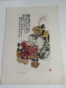 1978年印刷的8开老画一张，吴昌硕《菊花》