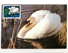 T83（4-1）《天鹅》邮票极限片1枚，片源：北京新世界出版社摄影明信片，销1989年8月10日新疆和静巴音布鲁克地名戳。
