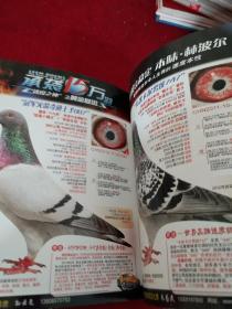 信鸽市场 杂志 赛鸽 2013春季号 总第34期