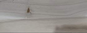 木板画（附）