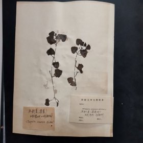 11.植物标本，8开大小