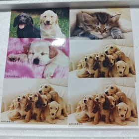 猫猫狗狗动物照片（视周刊有奖纪念照片；11张合售；尺寸12.5cm×8.6cm）