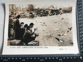 老照片新闻照片七八十年代照片 大尺寸(20.5x15.5cm )【北方来客红嘴鸥给昆明市人民生活增添了乐趣。】