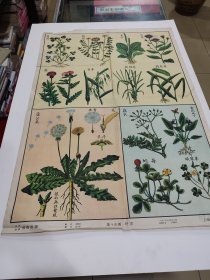 野草，15图
