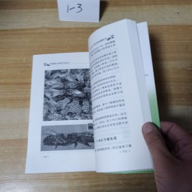 神奇蜜蜂王国及蜂产品疗法