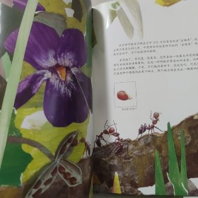 一粒种子的旅行