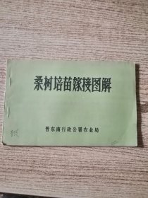 桑树培苗嫁接图解 连环画形式