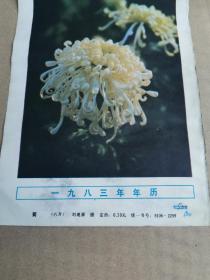 菊（八开）
