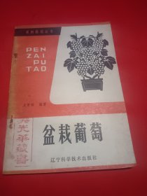 盆栽葡萄