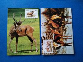 1999-5马鹿邮票原地极限片
