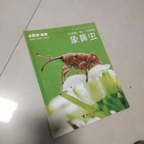 小聪仔自然 象鼻虫