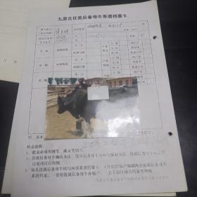 内蒙古自治区包头市九原区优质后备母牛系谱档案卡（共十张相片）