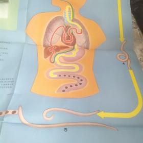 小学科学常识教学图片 预防蛔虫病