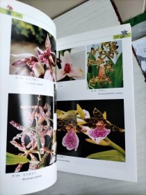 兰花：野外生境 栽培实例 鉴赏