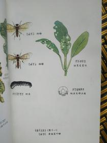 凉山油菜栽培——60号