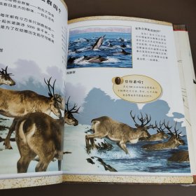 可怕的动物：蜘蛛蝎子和昆虫，老鼠，鳍足动物，集群动物（四本合售）