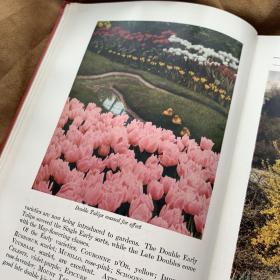 1937年庭院花色彩