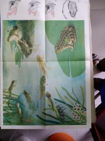 青蛙，五年制小学课本自然第二册教学挂图（下）6（5）