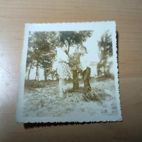 老照片–站在铁树旁的两个年轻女孩