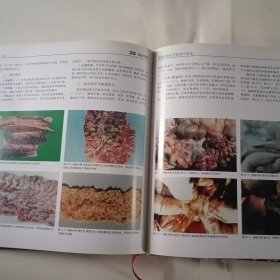 猪病诊断彩色图谱与防治