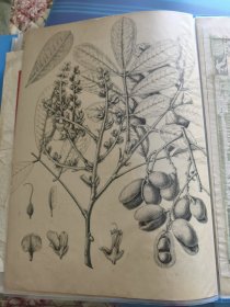 冯澄如精美植物画十六幅