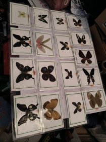 70多种蝴蝶标本！