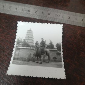 老照片：男子骑骆驼照/西安大雁塔