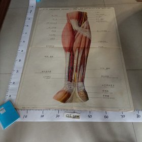 人体解剖挂图 局部解剖 中国医科大学主编中英文 IX—21前臂前面的肌肉、血管和神经（1）