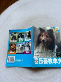 喜乐蒂牧羊犬