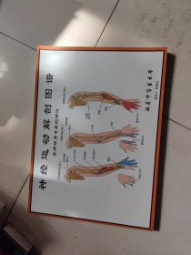 神经运动解剖图谱（各神经易卡压的部位）
