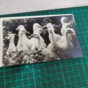 黑白照片 鸭