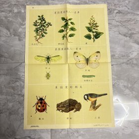 1960年出版印刷 彩色挂图2开 《菜园里的敌人和朋友》蒋风白 绘 （编号阳台3层15）