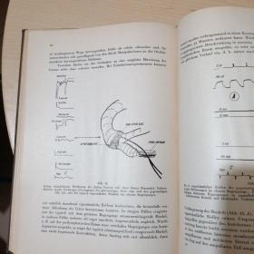 DIE ROLLE DER EINZELNEN LABYRINTHREZEPTOREN BEI DER ORIENTATION VON AUGEN UND KOPF IM RAUME