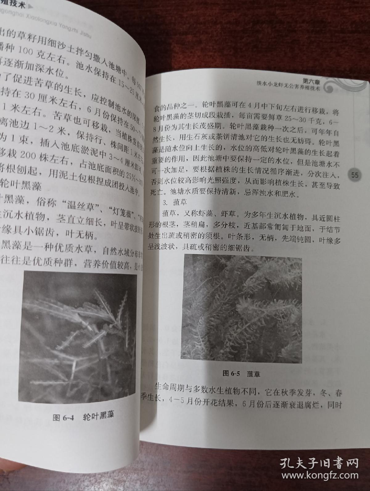 无公害小龙虾养殖技术