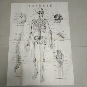 医生教学挂图:（正面）骨和和连结装置（背面）神经系统（一开/图3）