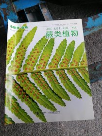 小聪仔 自然 蕨类植物