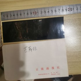 老底片：苔藓林