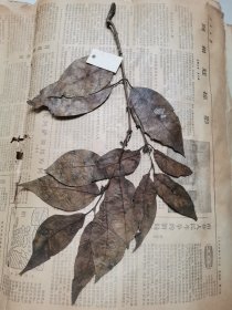 植物标本，无标本台纸.2150527-86